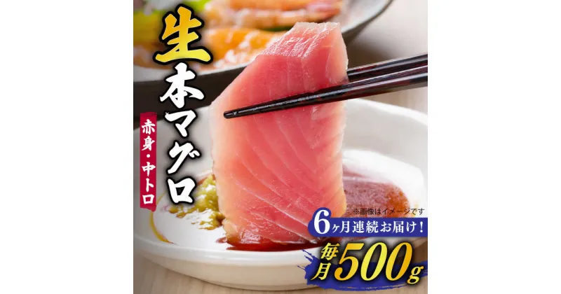 【ふるさと納税】【全6回定期便】【ながさき水産業大賞受賞の新鮮なマグロを冷蔵でお届け！！】五島列島産 養殖 生本かみまぐろ 赤身 中トロ 計約500g【カミティバリュー】 [RBP030]