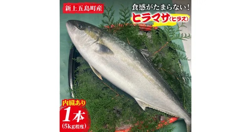 【ふるさと納税】【コリコリ食感がたまらない！】 新上五島町産 養殖 ヒラマサ （ヒラス） 1本【カミティバリュー】 [RBP005]