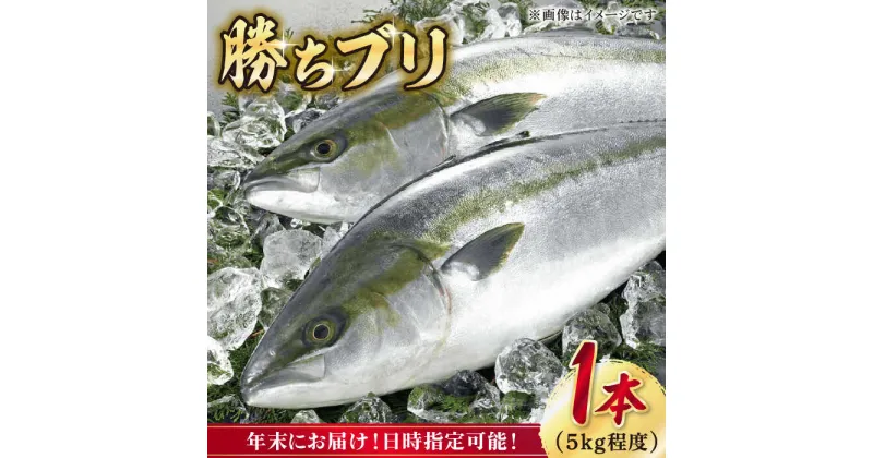 【ふるさと納税】【12/29～12/31にお届け】【着日指定必須】 養殖 勝ち ブリ 1本 ぶり ブリ 鰤 ぶりしゃぶ ブリしゃぶ しゃぶしゃぶ 海産物 魚介類 海鮮 刺身 さしみ 魚 鮮魚 国産 年末 年内配送【カミティバリュー】 [RBP053]