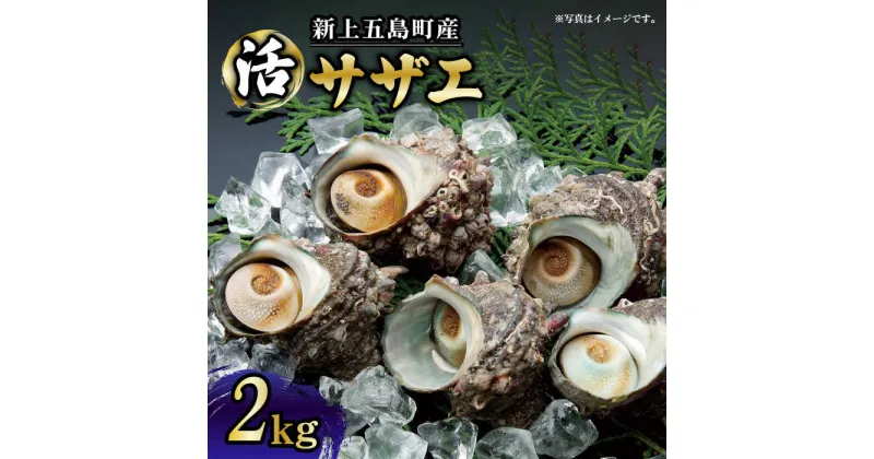 【ふるさと納税】【コリコリ食感と濃厚な旨味！】 新上五島町産 新鮮 活 サザエ 2kg 【カミティバリュー】 [RBP019]