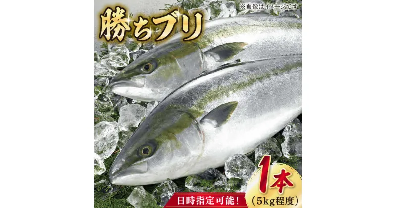 【ふるさと納税】【2025年1月・2月・3月配送】【着日指定必須】 養殖 勝ち ブリ 1本 上五島産椿油配合 魚 鰤 ぶり ブリ しゃぶしゃぶ ブリしゃぶ ぶりしゃぶ 新鮮 鮮魚 刺身 冷蔵 五島 海鮮 海鮮丼 お祝い 【カミティバリュー】 [RBP085]