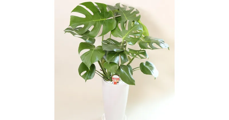 【ふるさと納税】 モンステラ 7号陶器ロング 全体の高さ約75〜85cm 鉢 観葉植物 植物 インテリア おしゃれ ギフト 贈り物 プレゼント 開店祝い 新築祝い 誕生日プレゼント 引越し祝い 熊本県 【3月上旬～10月下旬発送】 送料無料