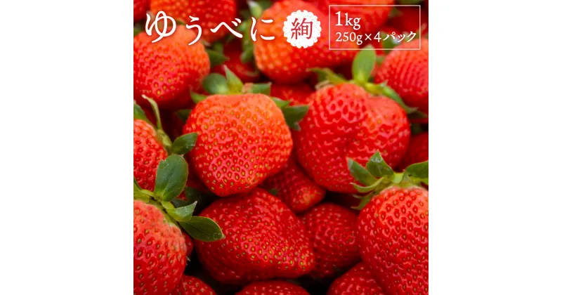 【ふるさと納税】 絢音ベリー農園 “絢” いちご 1kg (250g×4パック) 【ゆうべに】 苺 イチゴ ゆうべに フルーツ 果物 くだもの 果実 おやつ 熊本県 熊本市 植木産 国産 冷蔵 送料無料 【2024年12月上旬～2025年1月上旬発送予定】