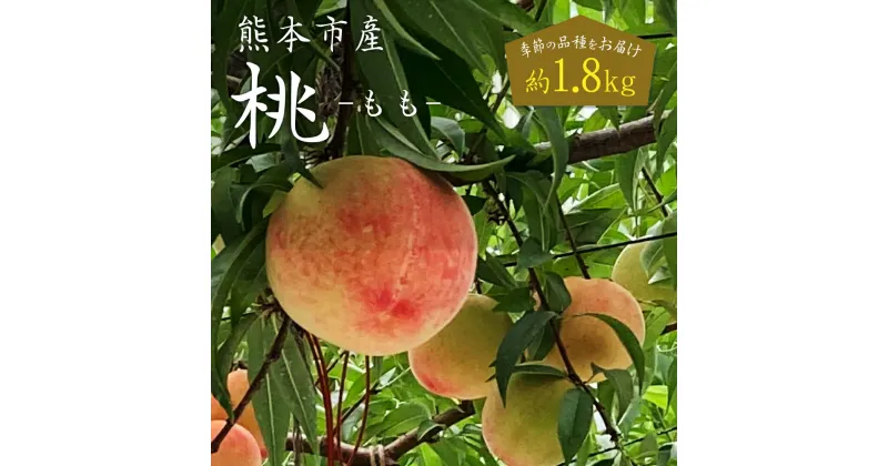 【ふるさと納税】 熊本市産 桃 約1.8kg 季節の品種をお届け 12玉〜16玉 もも モモ フルーツ 果物 くだもの 果実 冷蔵 熊本市 熊本県 送料無料 【2025年5月下旬～7月上旬発送開始】