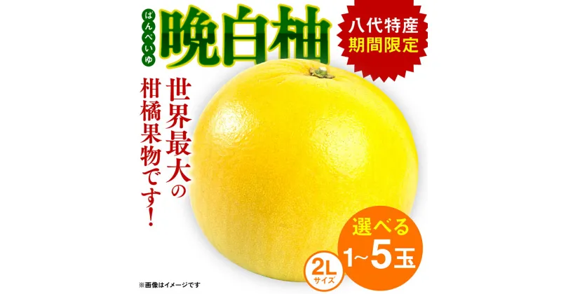 【ふるさと納税】【選べる玉数】【先行予約】 晩白柚 ばんぺいゆ 2Lサイズ 1～5玉 1玉あたり約2kg 化粧箱入り 果物 くだもの フルーツ 柑橘 贈り物 期間限定 八代産 熊本県産 国産 送料無料 【2024年12月上旬より順次発送】