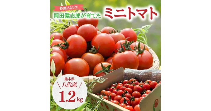 【ふるさと納税】【先行予約】【2024年12月上旬より順次発送】野菜ソムリエ岡田健志郎が育てた ミニトマト 1.2kg トマト 野菜 熊本県産