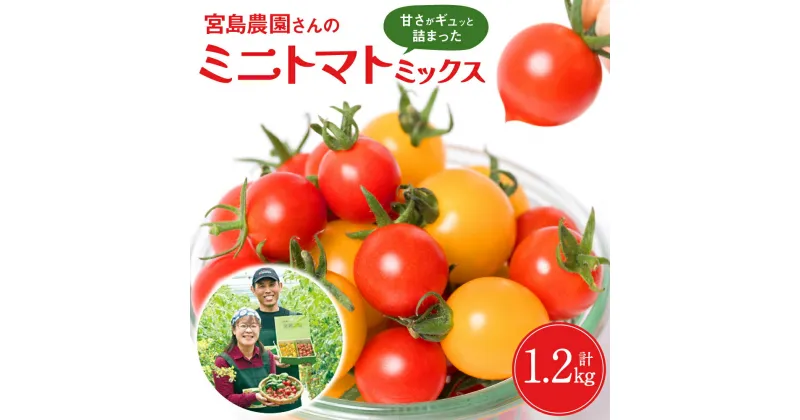 【ふるさと納税】【先行予約】八代市産 宮島農園 ミニトマト (ミックス)1.2kg とまと 野菜 赤トマト 黄色トマト 【2024年12月上旬より順次発送】