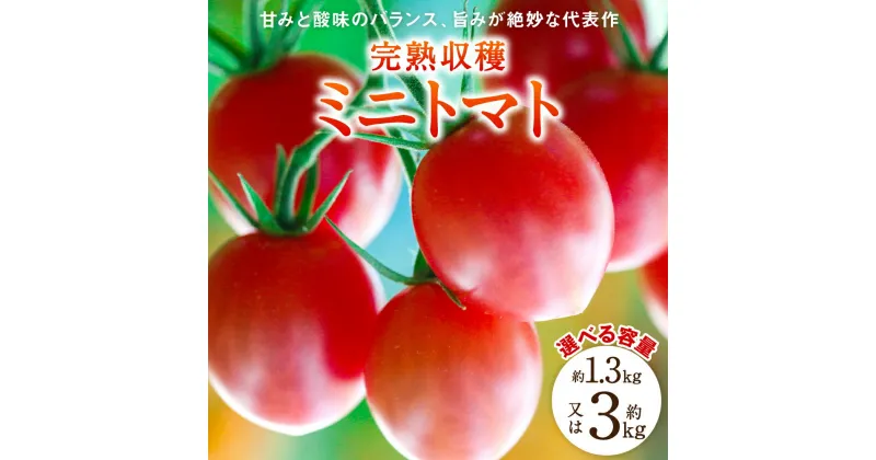 【ふるさと納税】【先行予約】【選べる容量】【甘みと酸味のバランス、旨みが絶妙な代表作】 八代市産 完熟収穫ミニトマト 約1.3kg～約3kg 熊本県 トマト 野菜 新鮮 旬 国産 九州 送料無料【2024年11月上旬より順次発送】