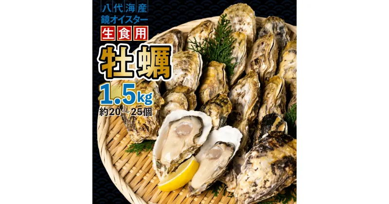 【ふるさと納税】【先行予約】 牡蠣　鏡オイスター 生食用 1.5kg オイスター 生かき 新鮮 送料無料【2024年12月中旬より順次発送】