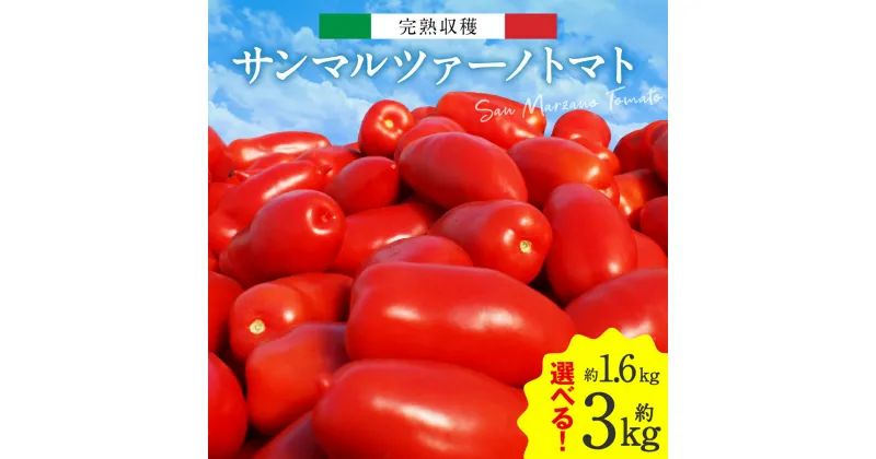 【ふるさと納税】【先行予約】【選べる内容量】完熟収穫 サンマルツァーノトマト 約1.6kg～約3kg 八代市産 サンマルツァーノリゼルバ トマト 送料無料【2024年11月上旬より順次発送】