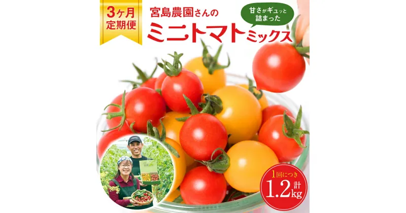 【ふるさと納税】【先行予約】【3ヶ月定期便】【高糖度】ミニトマト ミックス 1.2kg×3回 宮島農園 トマト 野菜 赤 黄 プチトマト サラダ スイーツ 生野菜 春 夏 秋 冬 旬 冷蔵 八代市産 国産 熊本県 九州 送料無料【2024年12月上旬より順次発送】