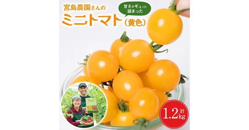 【ふるさと納税】【先行予約】ミニトマト 黄色 1.2kg 宮島農園 トマト 野菜 黄 プチトマト サラダ スイーツ 生野菜 旬 冷蔵 八代市産 国産 熊本県 九州 送料無料 【2024年11月上旬より順次発送】