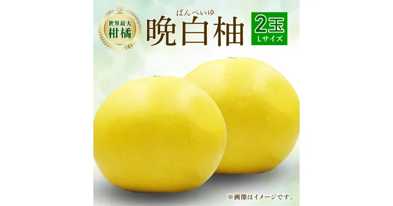 【ふるさと納税】【先行予約】 晩白柚 2玉 Lサイズ 1玉約1.5kg ばんぺいゆ 柑橘 フルーツ くだもの 旬 熊本県産 九州 送料無料 【2024年12月上旬より順次発送】