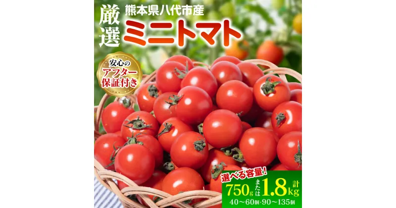 【ふるさと納税】【先行予約】 【選べる内容量】 厳選ミニトマト 750g～1.8kg トマト 甘い 野菜 プチトマト サラダ スイーツ 生野菜 旬 冷蔵 八代市産 国産 熊本県 九州 送料無料 【2024年12月上旬より順次発送】