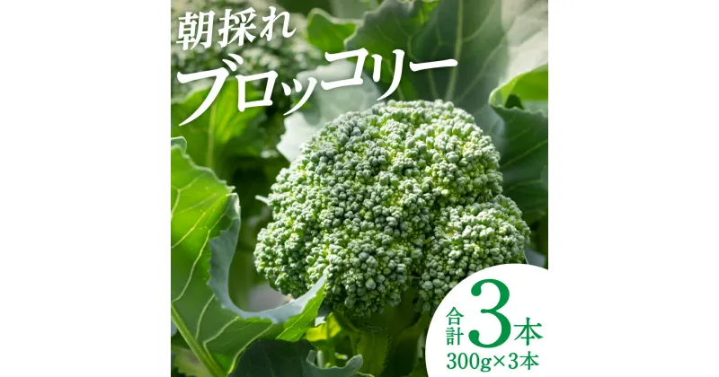 【ふるさと納税】【先行予約】朝採れブロッコリー 300g×3本 野菜 新鮮 国産ブロッコリー 緑黄色野菜 熊本県 八代市産 送料無料【2024年11月中旬より順次発送】