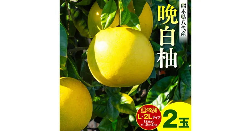 【ふるさと納税】【先行予約】【選べるサイズ】晩白柚 Lサイズまたは2Lサイズ 2玉 熊本県産 八代市産 柑橘 ばんぺいゆ 送料無料【2025年1月上旬より順次発送】