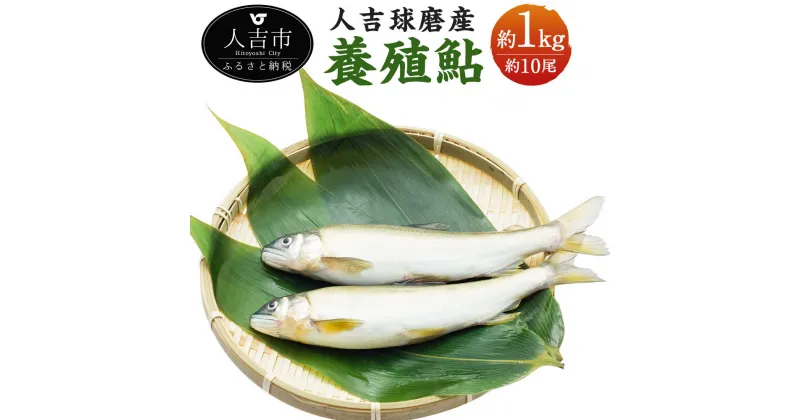 【ふるさと納税】人吉球磨産 養殖鮎 冷凍 約1kg 約10尾 アユ あゆ 魚 魚介類 養殖 国産 九州産 熊本県産 人吉産 送料無料