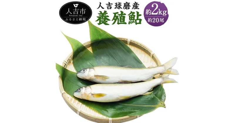 【ふるさと納税】人吉球磨産 養殖鮎 冷凍 約2kg 約20尾 アユ あゆ 魚 魚介類 養殖 国産 九州産 熊本県産 人吉産 送料無料