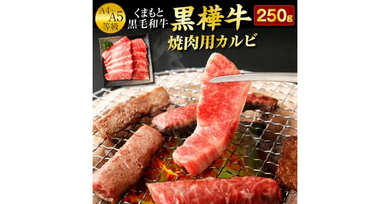 【ふるさと納税】くまもと黒毛和牛 黒樺牛 A4〜A5等級 焼肉用カルビ 250g 焼き肉 BBQ 霜降り 赤身 牛肉 和牛 牛 お肉 黒毛和牛 国産 九州産 熊本県産 冷凍 送料無料