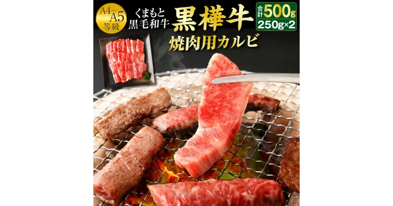 【ふるさと納税】くまもと黒毛和牛 黒樺牛 A4〜A5等級 焼肉用カルビ 250g×2パック 合計500g 焼き肉 BBQ 霜降り 赤身 牛肉 和牛 くろはなぎゅう 牛 お肉 黒毛和牛 国産 九州産 熊本県産 冷凍 送料無料