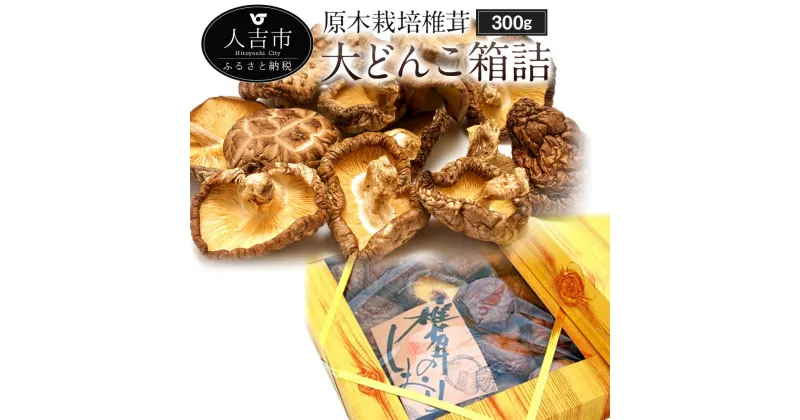 【ふるさと納税】原木栽培椎茸 大どんこ箱詰 300g ギフト箱入り 椎茸 しいたけ 干し椎茸 干ししいたけ 乾椎茸 きのこ 熊本県人吉産 九州 5〜6cmの丸型肉厚 送料無料