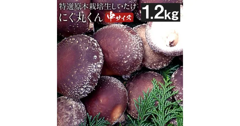 【ふるさと納税】特選原木栽培生しいたけ にく丸くん 中サイズ 1.2kg 生椎茸 しいたけ きのこ 熊本県人吉産 九州 冷蔵 送料無料【2024年10月下旬～2025年2月上旬に順次発送予定】