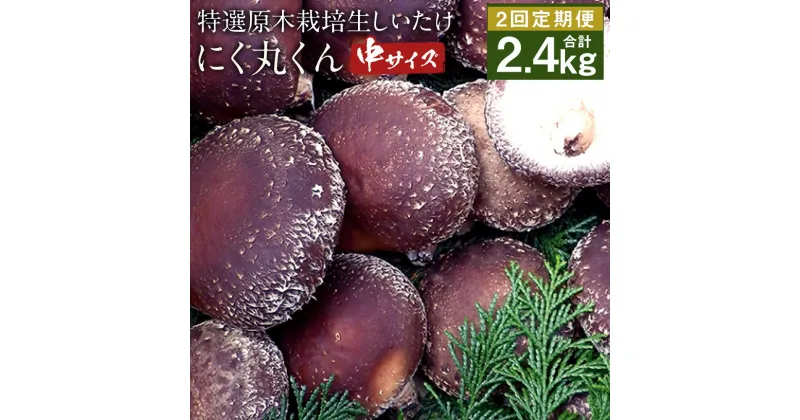 【ふるさと納税】【定期2回】特選原木栽培生しいたけ にく丸くん 中サイズ 1.2kg×2回お届け 合計2.4kg 生椎茸 しいたけ きのこ 熊本県人吉産 九州 冷蔵 送料無料【2024年11月・2025年1月にお届け】