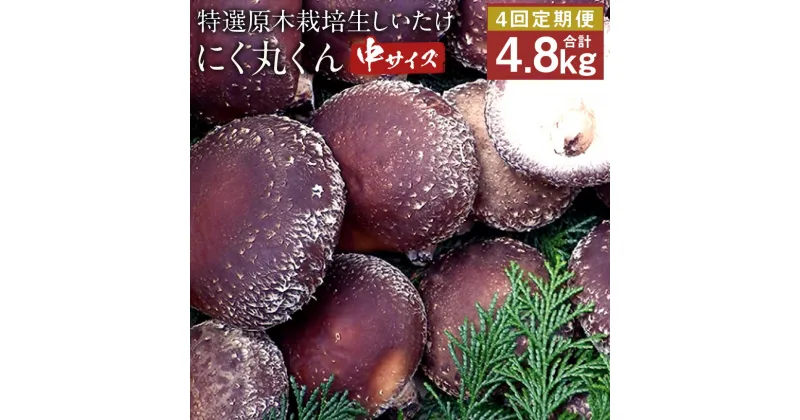 【ふるさと納税】【定期4回】特選原木栽培生しいたけ にく丸くん 中サイズ 1.2kg×4回お届け 合計4.8kg 生椎茸 しいたけ きのこ 熊本県人吉産 九州 冷蔵 送料無料【2024年11月・12月、2025年1月・2月にお届け】