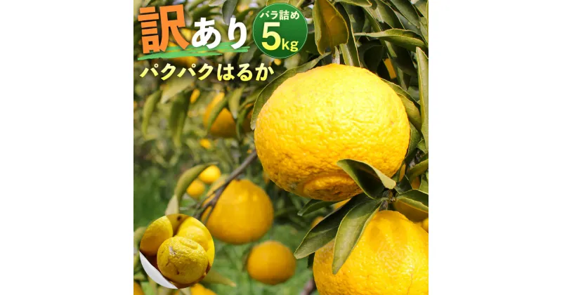 【ふるさと納税】パクパクはるか 約5kg バラ詰め 訳あり B品 はるか 傷あり サイズ混合 ご家庭用 九州産 熊本県産 果物 みかん 柑橘 送料無料【2025年2月下旬-6月下旬発送】