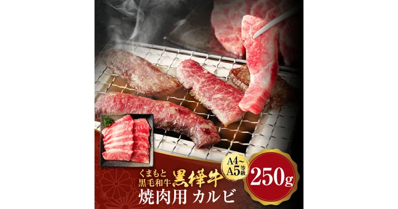 【ふるさと納税】くまもと黒毛和牛 黒樺牛 A4～A5等級 焼肉用カルビ 合計250g 牛肉 牛 霜降り 赤身 お肉 焼き肉 BBQ 黒毛和牛 国産 九州産 熊本県産 冷凍 送料無料