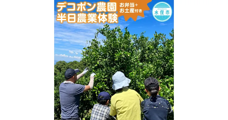 【ふるさと納税】デコポン農園農業体験 半日 お弁当＋お土産付き 大人2名 小中高生同伴3名まで無料 午前中 収穫 花摘み 摘果 剪定 草刈り 作業 体験 不知火 柑橘 みかん 蜜柑 ミカン フルーツ 果物 九州 送料無料