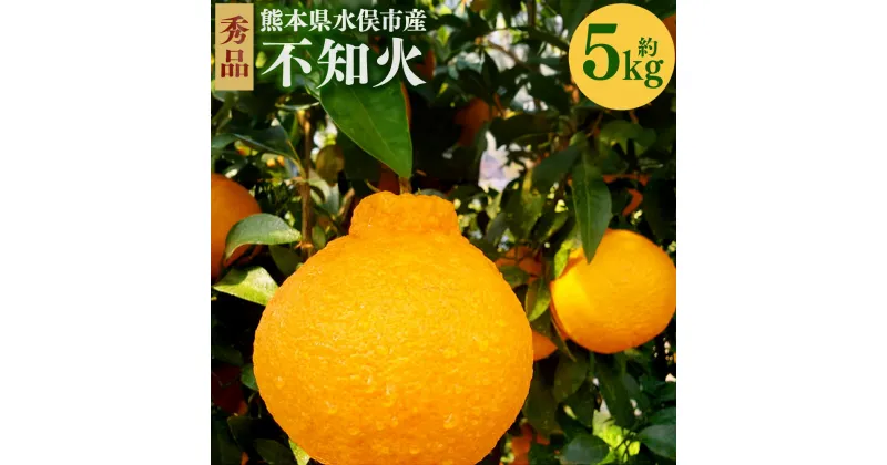 【ふるさと納税】不知火 秀品 約5kg しらぬい みかん 柑橘 フルーツ 果物 九州 熊本県 送料無料【2025年1月下旬から2025年4月下旬発送予定】