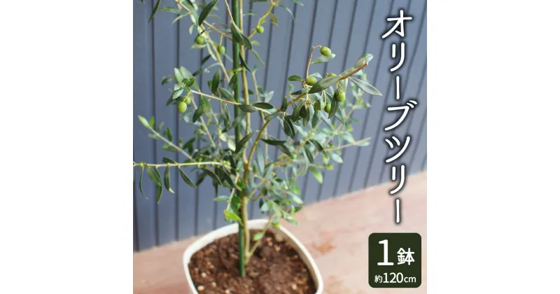 【ふるさと納税】オリーブツリー 1鉢 28型 約120cm 育成ガイドブック付き オリーブ 苗木 植物 熊本県産 送料無料