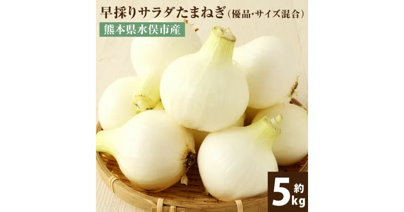 【ふるさと納税】甘くてシャキシャキ！早採りサラダ玉ねぎ 1箱 約5kg 優品 サイズ混合 M～2Lサイズ サラダ 玉ねぎ タマネギ 玉葱 サラたま 野菜 春 新たまねぎ 国産 九州産 熊本県 水俣市産 耕人舎 送料無料【2025年2月下旬-4月下旬発送予定】