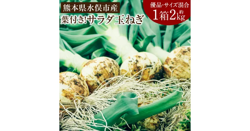 【ふるさと納税】葉付き！ サラダ玉ねぎ 1箱 約2kg 優品 サイズ混合 ＜栽培期間中は無農薬・無化学肥料栽培＞ 玉葱 玉ねぎ 新玉ねぎ 春 野菜 九州 熊本県 水俣市産 送料無料【2025年2月下旬より発送開始】