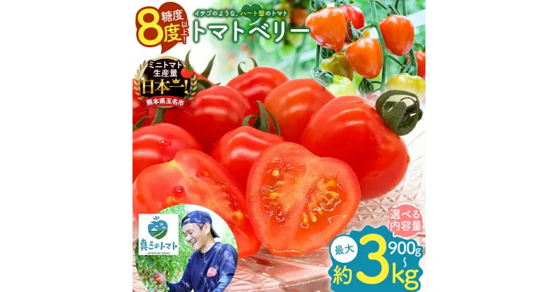 【ふるさと納税】 ミニトマト トマトベリー 約 900g ・ 1.8kg ・ 3kg 生産量 日本一 玉名市 | 希少 プチトマト 熊本 玉名