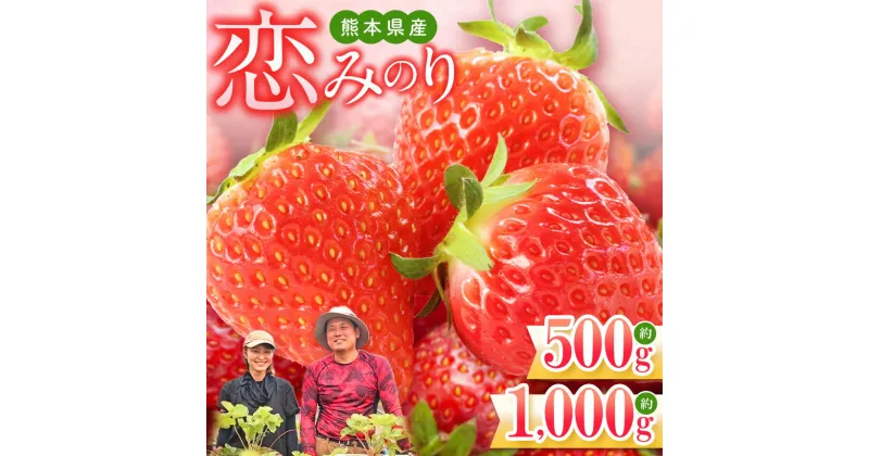 【ふるさと納税】 イチゴ 恋みのり 選べる 約1000g （250g×4パック） or 約500g （250g×2パック） 果物 フルーツ 生産者直送 産地直送 送料無料