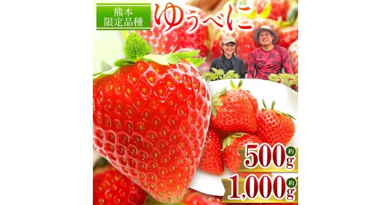 【ふるさと納税】いちご ゆうべに 約1000g （250g×4パック）or 約500g （250g×2パック） 発送時期が選べる 熊本県