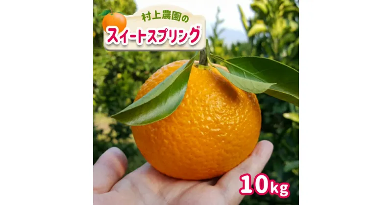 【ふるさと納税】スイートスプリング 柑橘 みかん 果物 フルーツ 10kg 村上農園 生産者直送 産地直送 減農薬 熊本 玉名 送料無料