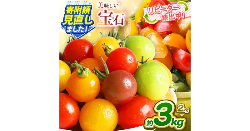 【ふるさと納税】ミニトマト 生産量 日本一 玉名市 !! カラフル ミニトマト 選べる 約2kg or 約3kg 1回 or 2回 or 3回 or 4回 or 5回 （ミックス） サザキ農園 | 野菜 トマト ミニトマト 熊本県 玉名市 定期便