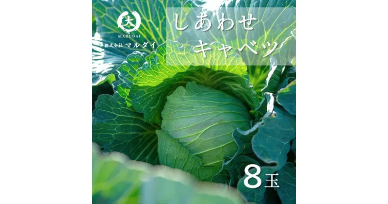 【ふるさと納税】野菜 キャベツ きゃべつ しあわせキャベツ 8玉 産地直送 生産者直送 EU基準 熊本 玉名市 送料無料