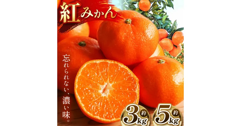 【ふるさと納税】 こだわり 紅みかん 柑橘 ミカン 3kg 5kg | 果物 くだもの フルーツ 柑橘 柑橘類 みかん 紅みかん 玉名 熊本 下田農園 生産者直送 産地直送 熊本玉名 送料無料