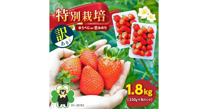 【ふるさと納税】【 訳あり】 特別栽培 いちご 約 1.8kg ゆうべに or 恋みのり 玉名 熊本県産 送料無料