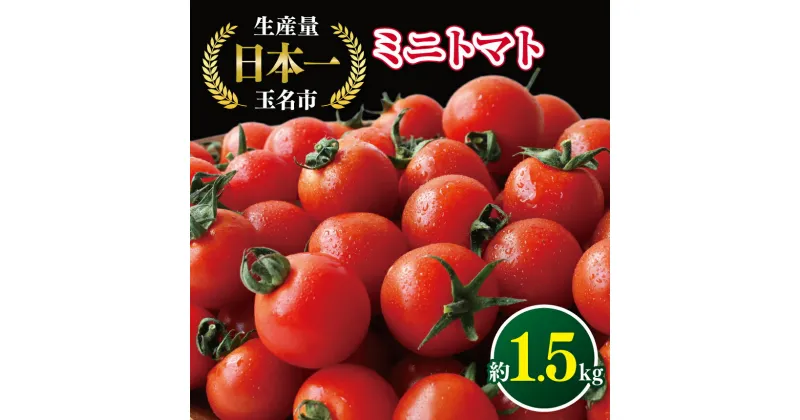 【ふるさと納税】ミニトマト 生産量 日本一 玉名市 !！ ミニトマト 約 1.5kg 野菜 トマト プチトマト 熊本 玉名 生産者直送 産地直送