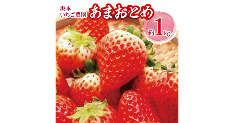 【ふるさと納税】坂本いちご農園 あまおとめ 約1kg ｜ 果物 くだもの フルーツ いちご 苺 イチゴ あまおとめ 1kg 熊本県 玉名市