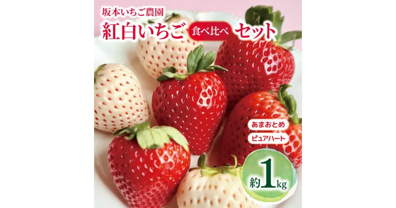 【ふるさと納税】坂本いちご農園 紅白いちご食べ比べセット 約1kg ｜ 果物 くだもの フルーツ 白いちご いちご 苺 イチゴ セット 食べ比べ あまおとめ ピュアハート 1kg 熊本県 玉名市