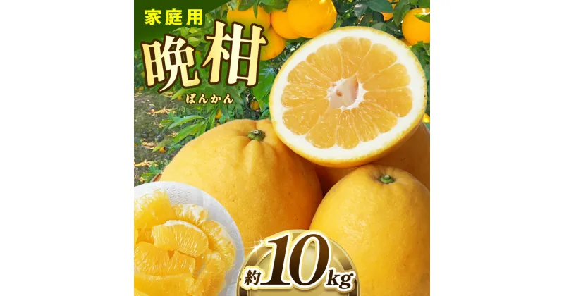 【ふるさと納税】熊本県産 家庭用 晩柑 約10kg ｜ 果物 くだもの フルーツ 柑橘 柑橘類 みかん ミカン 晩柑 和製グレープフルーツ 熊本県 玉名市