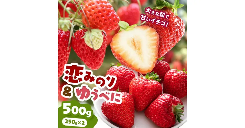 【ふるさと納税】 恋みのりとゆうべにセット 500g ｜ 果物 くだもの フルーツ いちご 苺 イチゴ 恋みのり ゆうべに セット 食べ比べ ジューシー 農家直送 熊本県 玉名市