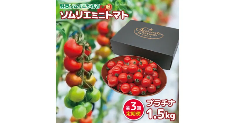 【ふるさと納税】【 定期便 】ソムリエミニトマト「 プラチナ 」 1.5kg × 3カ月 | 野菜 ヤサイ やさい トマト とまと ミニトマト 農家直送 熊本 熊本県 玉名 玉名市