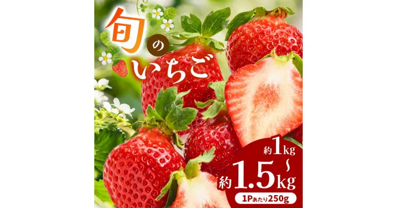 【ふるさと納税】熊本県産 旬の いちご 選べる 内容量 約 1kg （250g ×4P） 1.5kg （250g ×6P） | フルーツ 果物 くだもの 苺 イチゴ 旬 熊本 熊本県 玉名 玉名市